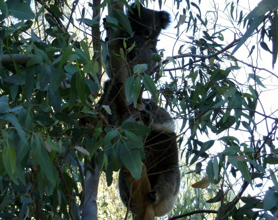 Bed and Breakfast Friends At Mclaren Vale Esterno foto